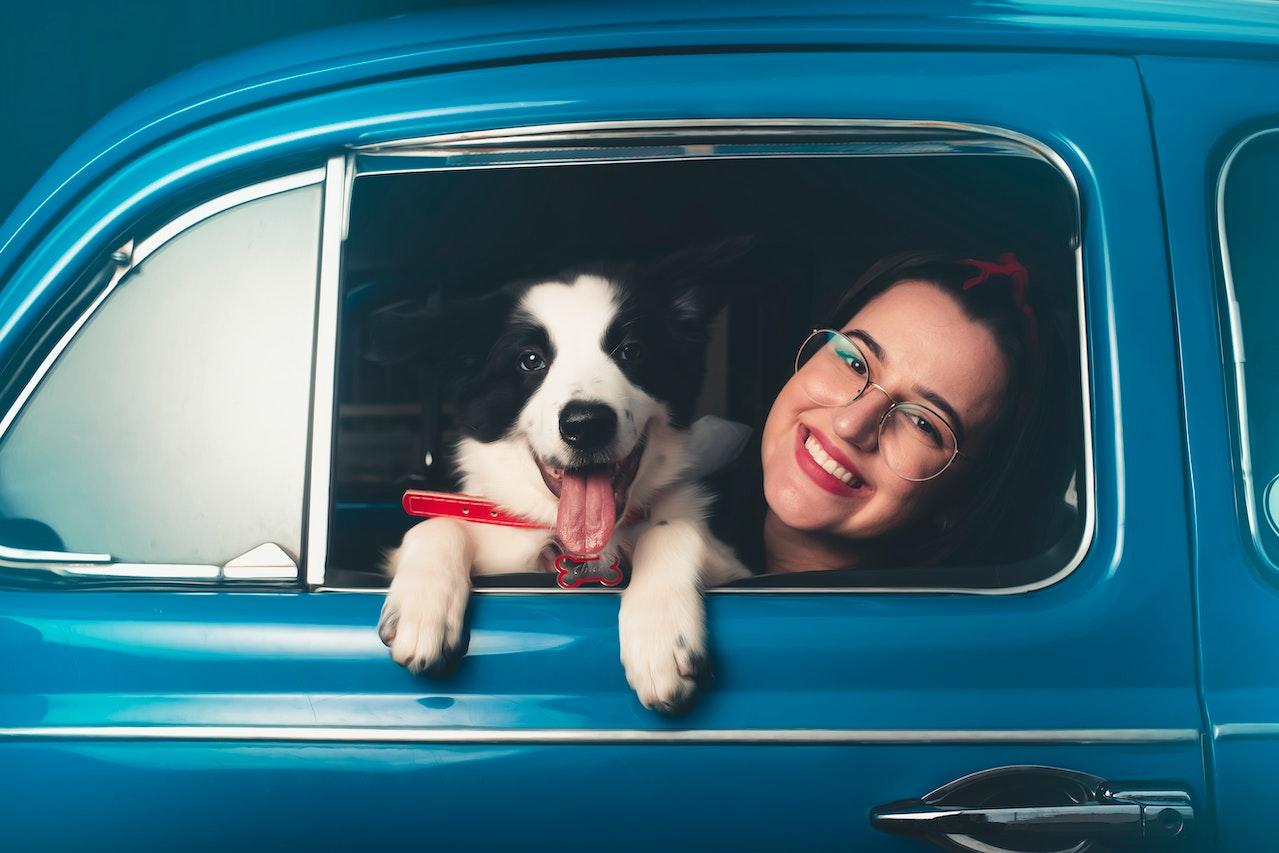 Les solutions pour transporter son chien en voiture de manière  sécuriséevoiture familiale